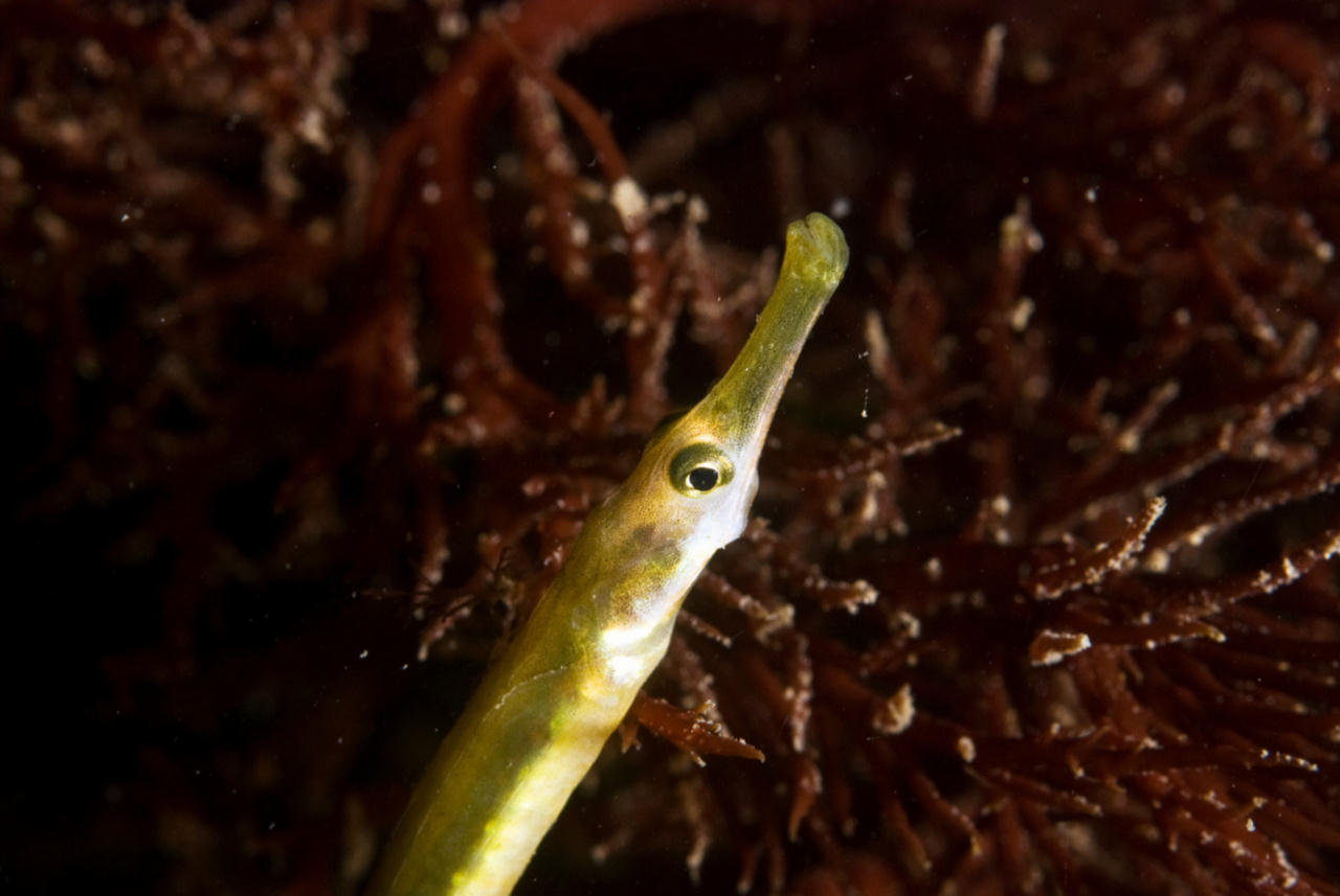 Syngnathus rostellatus